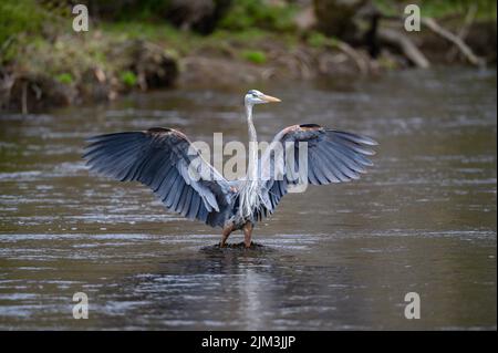 A great blue heron (Ardea herodias) displaying its beautiful plumage in the Connecticut Waterways, USA Banque D'Images