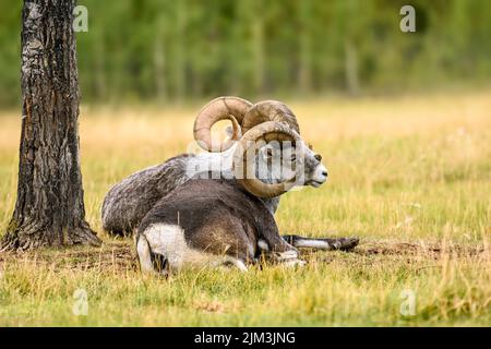 Thinhorn sheep (Ovis dalli) in Yukon Territory, Canada Stock Photo