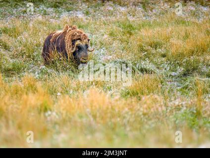 Musk Oxen (Ovibos moschatus) in Yukon Territory, Canada Stock Photo