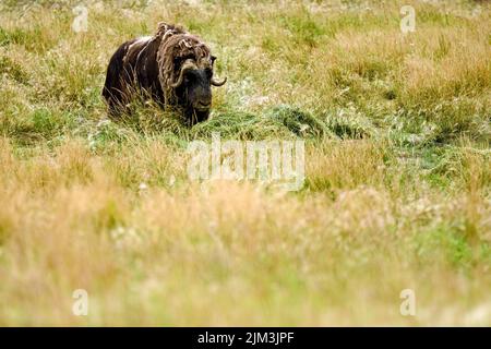 Musk Oxen (Ovibos moschatus) in Yukon Territory, Canada Stock Photo