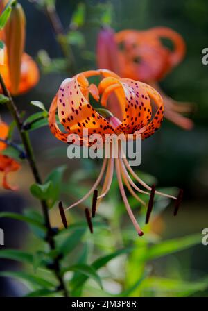 Tiger Lilly (Lilium lanciulium) en pleine floraison dans un jardin de Cape Cod, aux États-Unis Banque D'Images