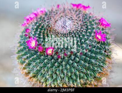 Un gros plan avec un cactus Mammillaria haageana fleuri, des épines, rouge, tropical Banque D'Images