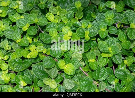 A close-up with many leaves of Pilea Involucrata plant, green, veins Stock Photo