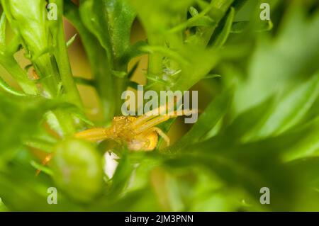 Gros plan d'une araignée Thomisus jaune sur des feuilles vertes brillantes dans le jardin Banque D'Images