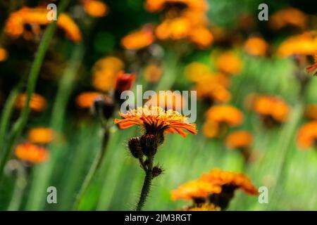 Un gros plan de belles fleurs d'oranger dans un jardin Banque D'Images