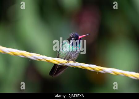 Gros plan d'un colibri à oreilles blanches assis sur la corde. Banque D'Images