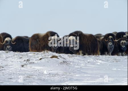 Le boeuf musqué mâle fait face à un photographe sur l'île Herschel, au Yukon, au Canada, en hiver Banque D'Images