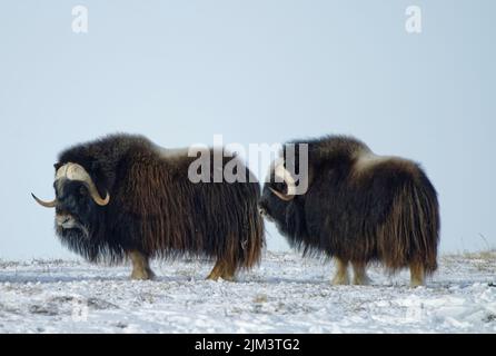 Deux boeuf musqué se tenant dans le parc territorial de l'île Herschel de Qikiqtaruk, au Yukon, au Canada, en hiver Banque D'Images