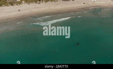Une vue aérienne des surfeurs rencontrant des dauphins gousse en plein soleil à la plage de Snelling, Kangaroo Island, Australie Banque D'Images