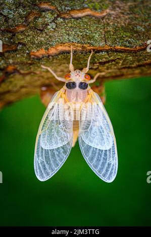 Un gros plan vertical d'une cicada perchée sur l'écorce d'un arbre sur un fond vert Banque D'Images