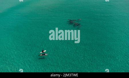 Une vue aérienne des surfeurs rencontrant des dauphins gousse en plein soleil près de Kangaroo Island, Australie Banque D'Images