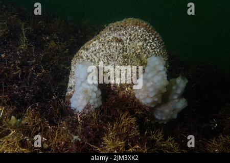 Moule à éventail (Pinna nobilis) et Squirt de mer blanc (Phallusia mamillata) en mer Méditerranée Banque D'Images