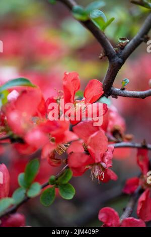 Un gros plan vertical du coing chinois, Chaenomeles speciosa, sur la branche. Mise au point peu profonde. Banque D'Images