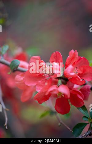 Un gros plan vertical du coing chinois, Chaenomeles speciosa, sur la branche. Mise au point peu profonde. Banque D'Images