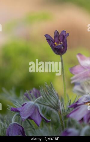 gros plan d'une fleur de paqueflower violet foncé (pulsatilla vulgaris) avec un premier plan et un arrière-plan flous Banque D'Images