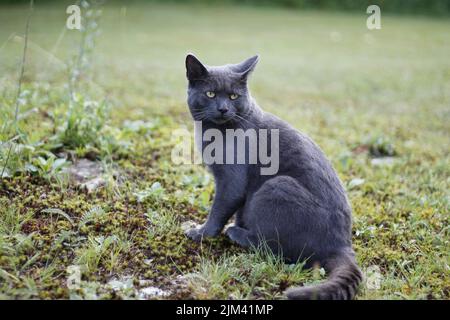 Un gros plan d'un chat gris de shorthair assis sur l'herbe dans le parc par une journée ensoleillée avec un arrière-plan flou Banque D'Images