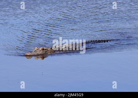 L'alligator américain dans la rivière. Alligator mississippiensis. Banque D'Images