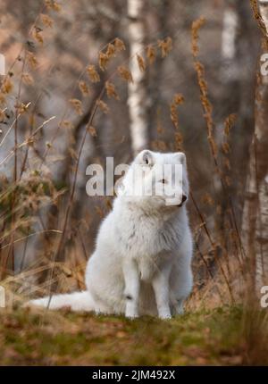 Un cliché vertical d'un renard arctique dans une forêt pendant la journée Banque D'Images