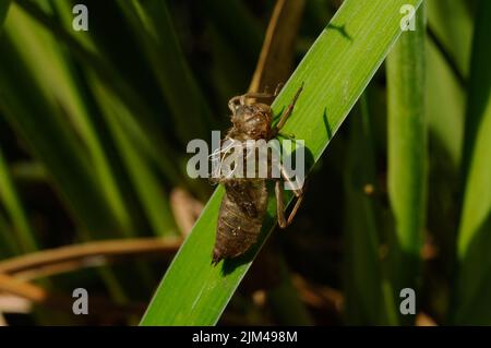 Dragonfly nymphe exsuvia sur le roseau d'herbe le jour ensoleillé du printemps Banque D'Images