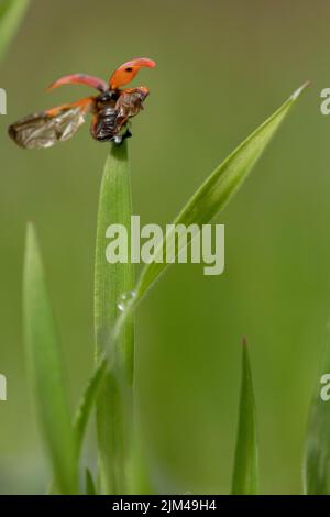 Un gros plan d'une belle coccinelle avec des ailes ouvertes sur l'herbe dans un champ par une journée ensoleillée Banque D'Images