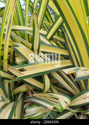 Un gros plan vertical de Chlorophytum comosum, généralement appelé plante araignée. Banque D'Images