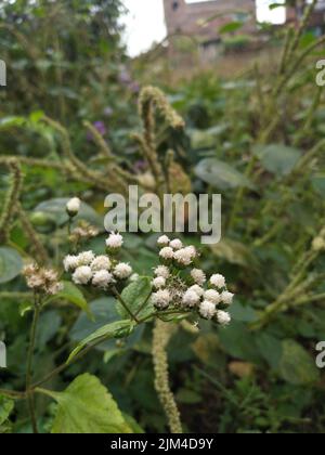 L'Ageratum conyzoides est originaire de l'Amérique tropicale, en particulier du Brésil, et est une mauvaise herbe envahissante dans de nombreuses autres régions. Mauvaise herbe de chèvre Banque D'Images