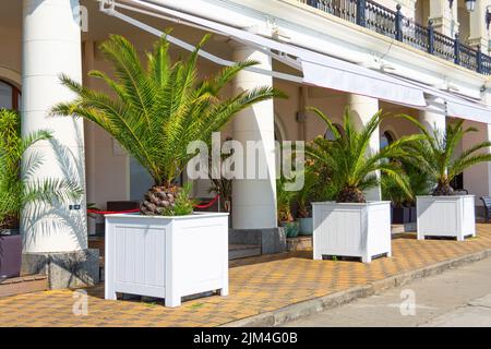 Palmier de date des Canaries dans des pots de fleurs avec bois blanc à l'extérieur d'un bâtiment avec colonnes blanches Banque D'Images