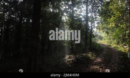 La lumière du soleil perçant le feuillage dense de la forêt Banque D'Images
