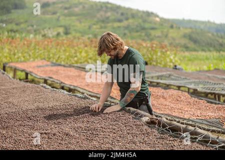 Mâle touriste examinant les grains de café séchés à l'extérieur Banque D'Images