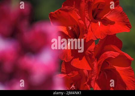 Le gladiolus rouge fleurit dans le jardin sur fond de bokeh. Gros plan Banque D'Images