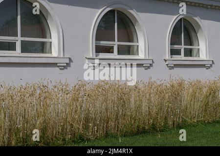 Blé en conception de paysage. De grandes tiges d'oreilles dorées sur le fond d'une pelouse verte Banque D'Images