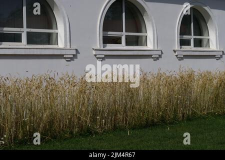 Blé en conception de paysage. De grandes tiges d'oreilles dorées sur le fond d'une pelouse verte Banque D'Images