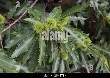 Castanea sativa Mill. Châtaignier doux. Branche de châtaigne espagnole Banque D'Images
