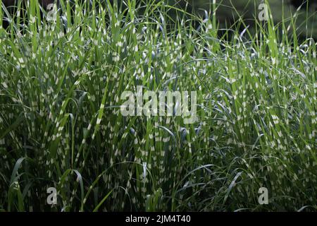 Miscanthus Sinensis petite herbe verte zébrée Banque D'Images