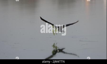 Un cormorant volant au-dessus de l'eau et de matériel de récupération pour construire le nid Banque D'Images