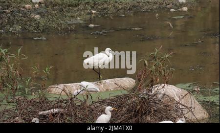 Une belle photo d'un petit aigrette blanc perché sur un rocher à côté du lac Banque D'Images