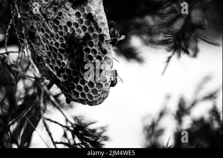 Ruche d'abeille en cours de construction sur une branche d'arbre dans la nature. Banque D'Images