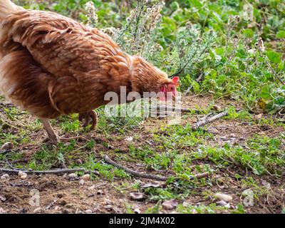 Un poulet domestique brun biologique fourragent dans une ferme Banque D'Images