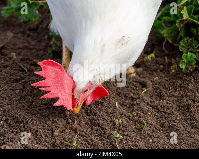 Un poulet domestique blanc biologique fourragent dans une ferme Banque D'Images
