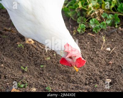 Un poulet domestique blanc biologique fourragent dans une ferme Banque D'Images