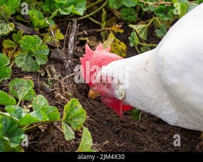 Un poulet domestique blanc biologique fourragent dans une ferme Banque D'Images
