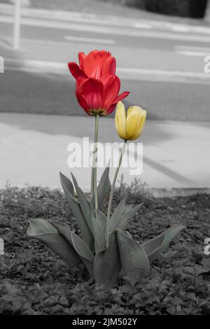 Photo verticale en niveaux de gris de deux magnifiques tulipes qui poussent sur le sol avec des pétales colorés Banque D'Images