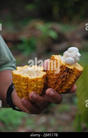 Un gros plan vertical de la main d'une personne tenant des fruits de cacao en deux avec les haricots visibles Banque D'Images