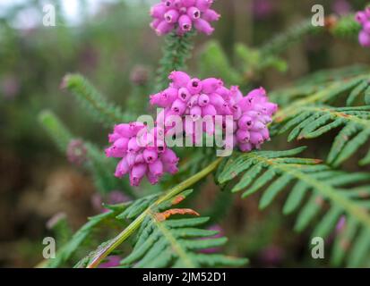 dans la forêt, vous trouverez de belles fleurs sauvages aux formes fantastiques Banque D'Images