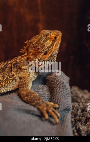 portrait d'un animal de compagnie de lézard dragon barbu sur une serviette grise Banque D'Images
