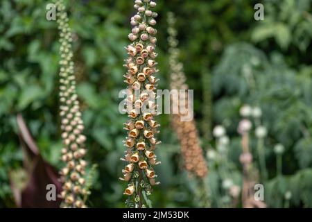 Gros plan de fleurs de rengant laineux (digitalis lanata) en fleur Banque D'Images