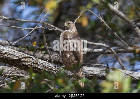 Un faucon de Cooper (Accipiter cooperii) également connu sous le nom de grand dard bleu ou faucon de caille sur une branche Banque D'Images