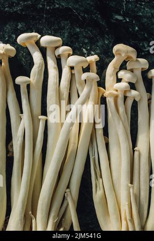 Un bouquet d'enoki blancs, fruits de mer champignons cultivés en Chine, un ingrédient populaire pour les soupes, en particulier dans la cuisine est-asiatique Banque D'Images