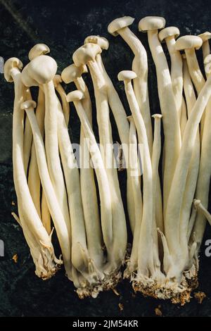 Un bouquet d'enoki blancs, fruits de mer champignons cultivés en Chine, un ingrédient populaire pour les soupes, en particulier dans la cuisine est-asiatique Banque D'Images