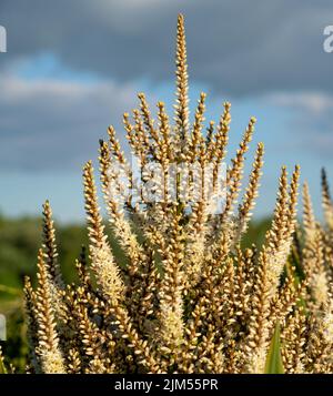 Gros plan détaillé des fleurs florales sur un cordyline australis, communément connu sous le nom de chou, chou-palme ou tī kōuka Banque D'Images